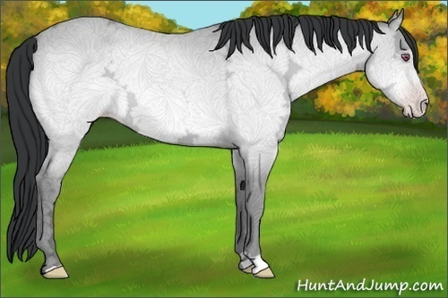Horse Color:Amber Champagne Chinchilla Ice Rabicano 