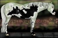 Horse Color:Watercolor Silver Classic Champagne Chinchilla Ice Sabino Frame 