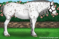 Horse Color:Liver Red Roan Splash Near Leopard