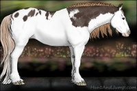 Horse Color:Liver Chestnut Sabino Splash Blanket 
