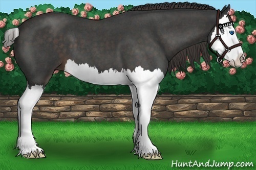 Horse Color:Liver Red Roan Splash 