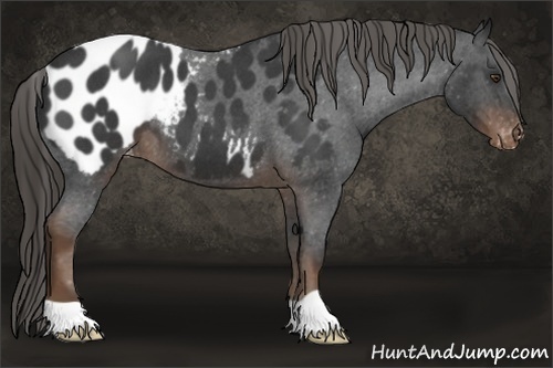 Horse Color:Liver Red Roan Appaloosa 
