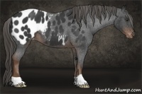 Horse Color:Liver Red Roan Appaloosa 