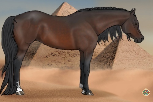 Horse Color:Bay Sabino
