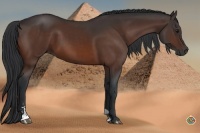 Horse Color:Bay Sabino 