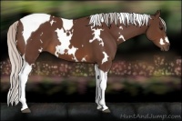 Horse Color:White Spotted Silver Brown Tobiano 