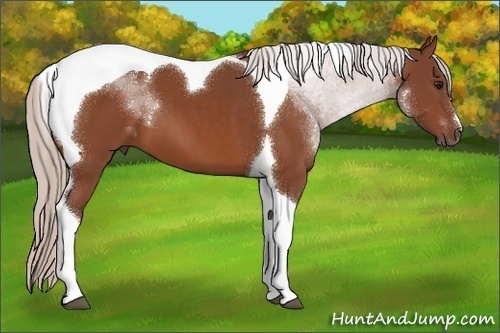Horse Color:Chocolate Silver Bay Tobiano 