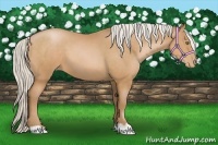 Horse Color:Silver Bay Pearl
