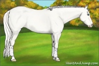 Horse Color:Cremello Dun 
