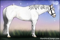 Horse Color:White Spotted Bay Dun Splash Tobiano 