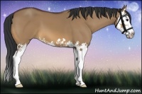 Horse Color:Bay Dun Splash 