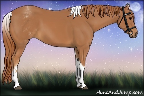 Horse Color:White Spotted Chestnut Tobiano 