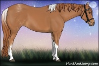 Horse Color:White Spotted Chestnut Tobiano