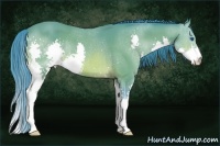 Horse Color:Watercolor Bay Splash Rabicano