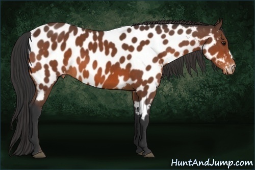 Horse Color:Bay Appaloosa 
