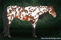 Horse Color:Bay Near Leopard