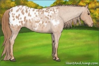 Horse Color:Red Roan Appaloosa 