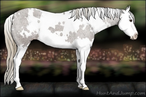 Horse Color:White Spotted Liver Chestnut Splash Appaloosa 