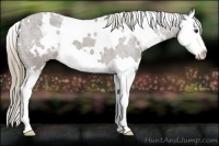 Horse Color:White Spotted Liver Chestnut Splash Varnish 