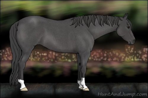 Horse Color:Smoky Blue Roan 