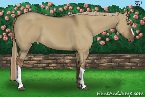 Horse Color:Liver Red Dun 