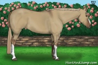 Horse Color:Liver Red Dun 