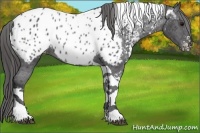 Horse Color:White Spotted Black Tobiano Appaloosa 