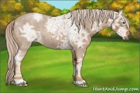 Horse Color:Palomino Ice Roan 