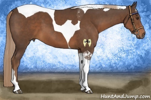Horse Color:Liver Chestnut Tobiano 