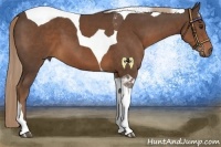 Horse Color:Liver Chestnut Tobiano 