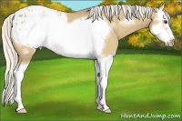 Horse Color:Silver Buckskin Dun Sabino Splash Frame Appaloosa 