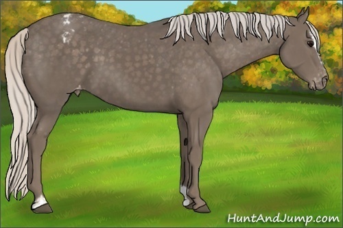 Horse Color:Silver Black Sabino Appaloosa
