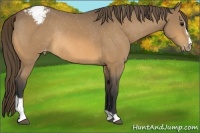 Horse Color:Buckskin Sabino Varnish Rabicano 