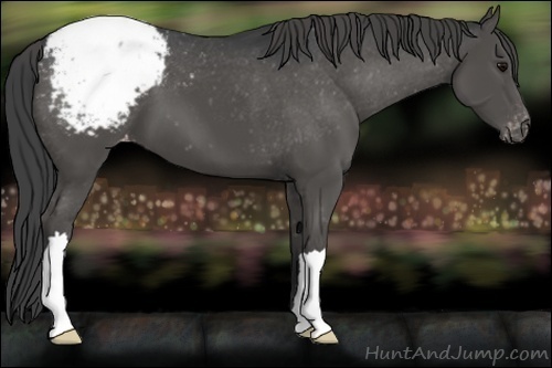 Horse Color:Black Appaloosa 