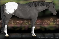 Horse Color:Black Appaloosa 
