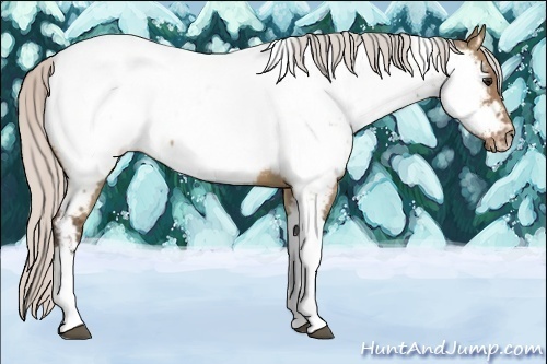 Horse Color:Silver Bay Dun Tobiano Appaloosa 