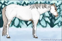 Horse Color:Silver Bay Dun Tobiano Appaloosa 