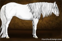 Horse Color:Silver Smoky Creme Appaloosa 