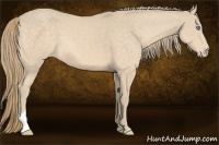 Horse Color:Perlino 