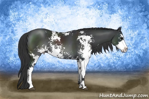 Horse Color:Black Sabino Rabicano 