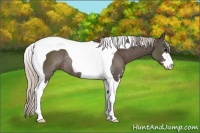 Horse Color:Silver Black Sabino Tobiano Rabicano