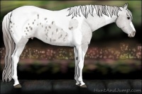 Horse Color:Grullo Tobiano Appaloosa Rabicano