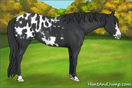Horse Color:Black Frame Appaloosa 