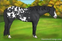 Horse Color:Black Frame Appaloosa 