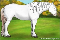 Horse Color:Plaid Bay Sabino Appaloosa