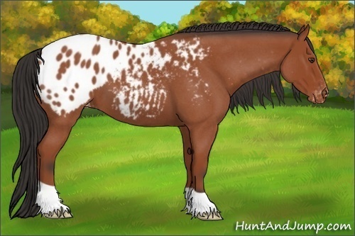 Horse Color:Bay Roan Appaloosa