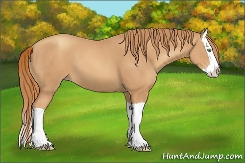 Horse Color:Gold Champagne Splash 