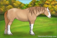 Horse Color:Gold Champagne Splash 