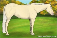 Horse Color:Gold Cream Champagne Rabicano
