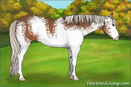 Horse Color:White Spotted Silver Brown 